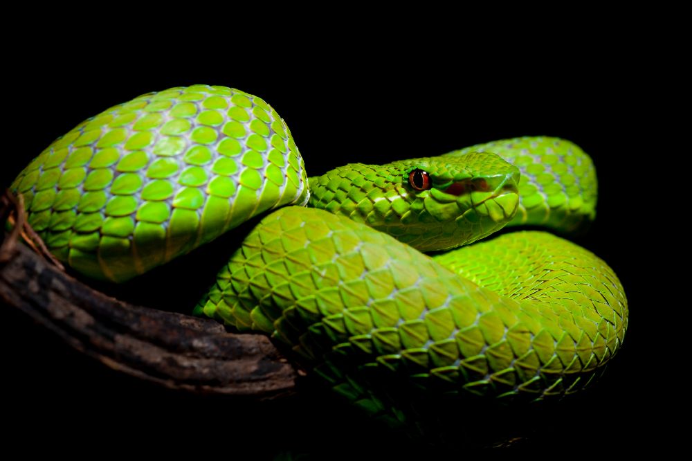 Trimeresurus popeiorum - Grubenotter des Papstes von Thor Hakonsen