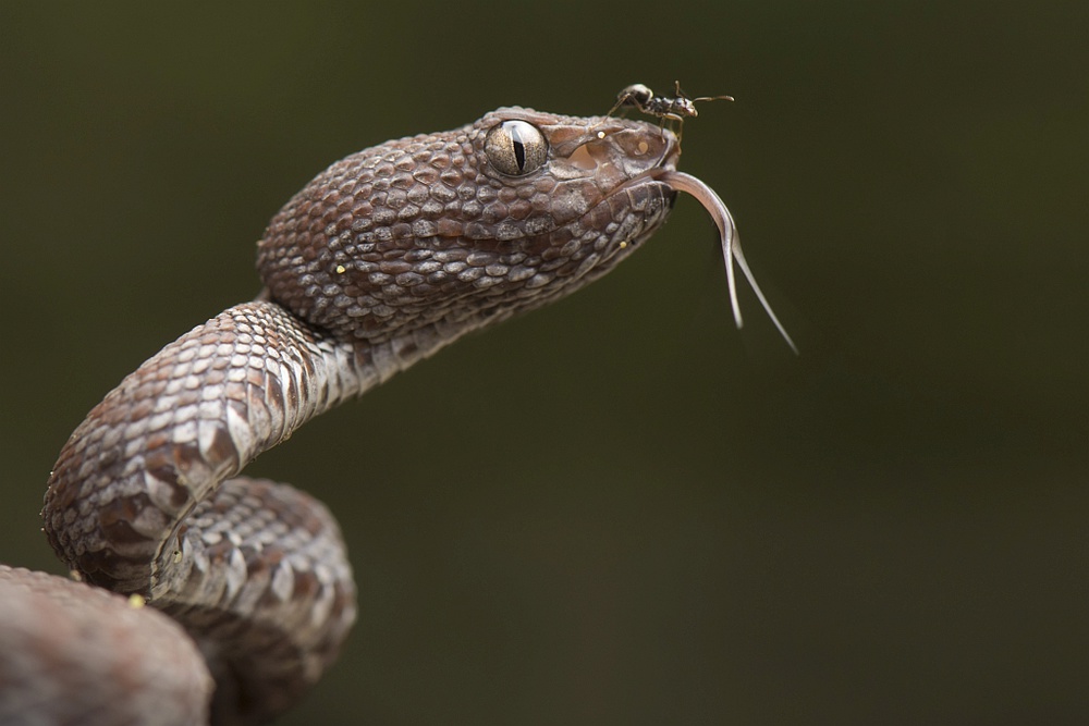 Trimeresurus purpureomaculatus and Formicidae (ant) von Thor Hakonsen