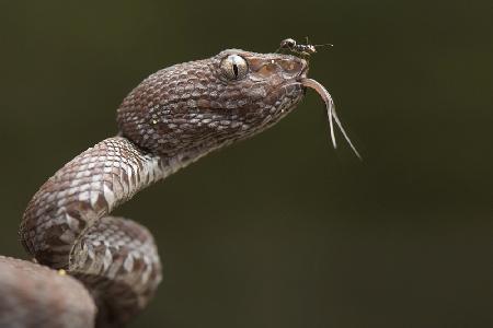 Trimeresurus purpureomaculatus and Formicidae (ant)