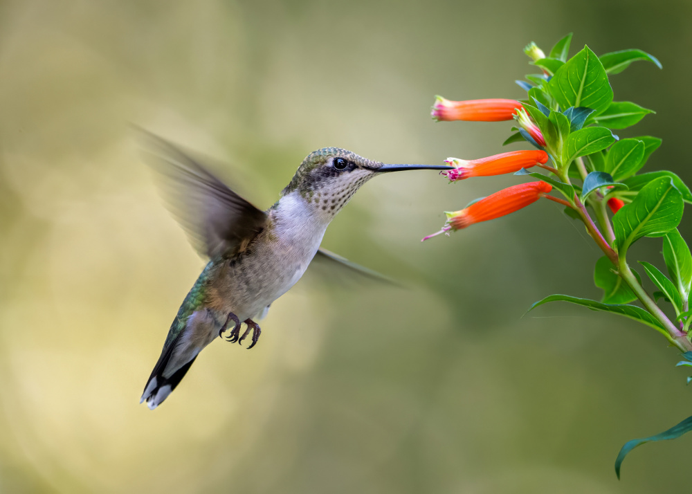 Hummingbird von Ti Wang