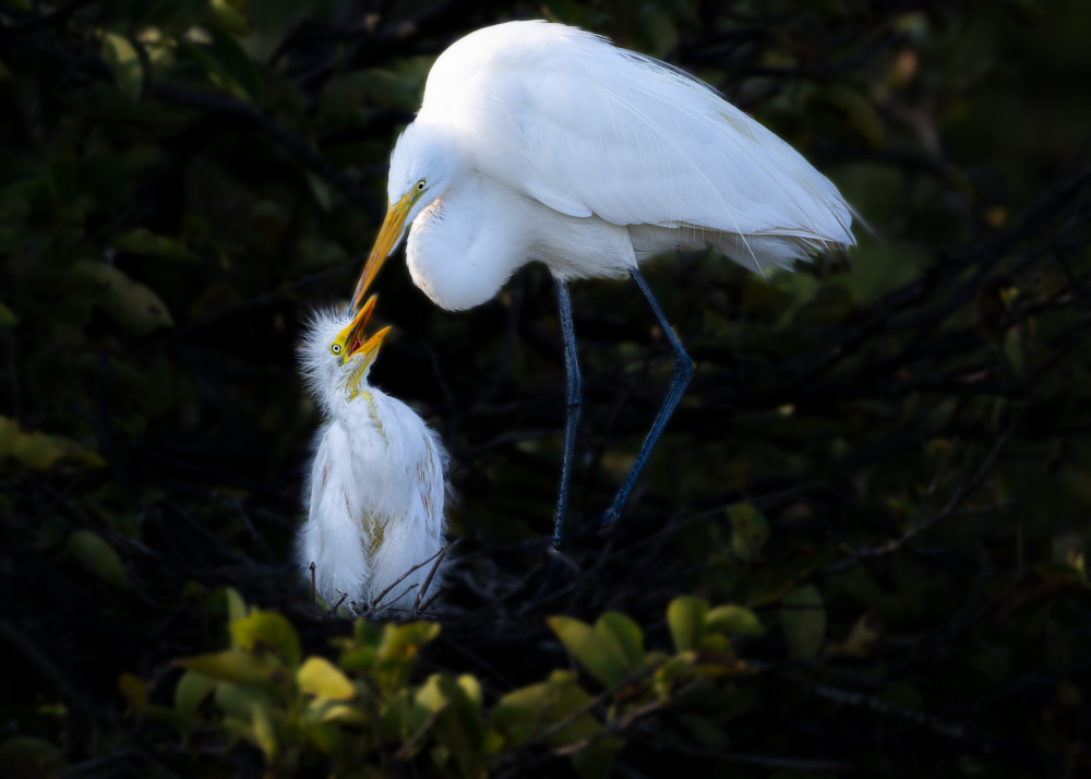 Deep affection von Ti Wang