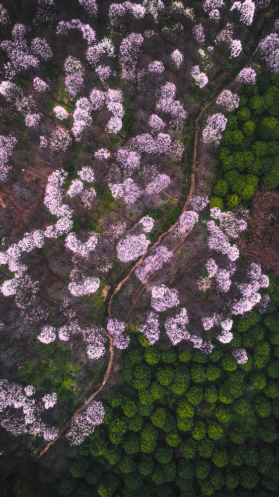 The road of flower von TIANQI