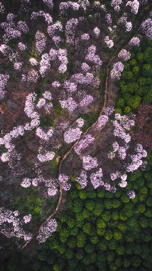 The road of flower