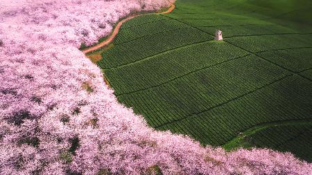 The road of flower