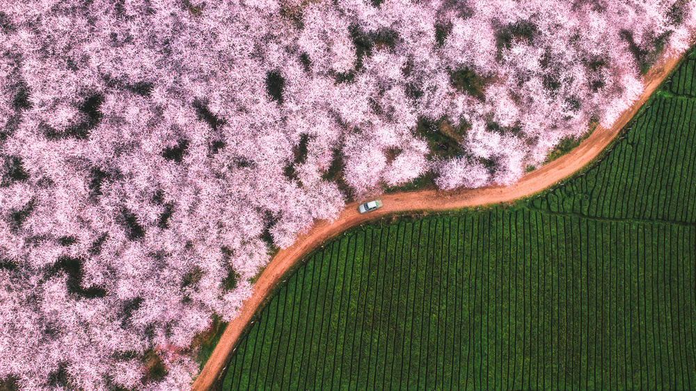 The road of flower von TIANQI