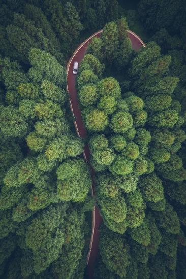 The path of music ripples through the forest