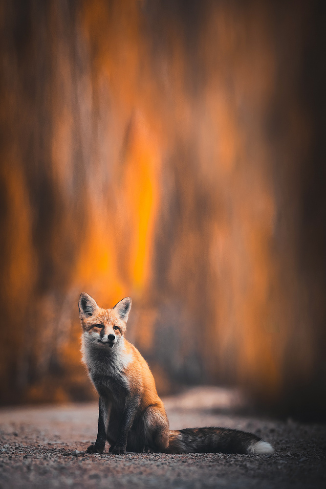 Fox von TIANQI