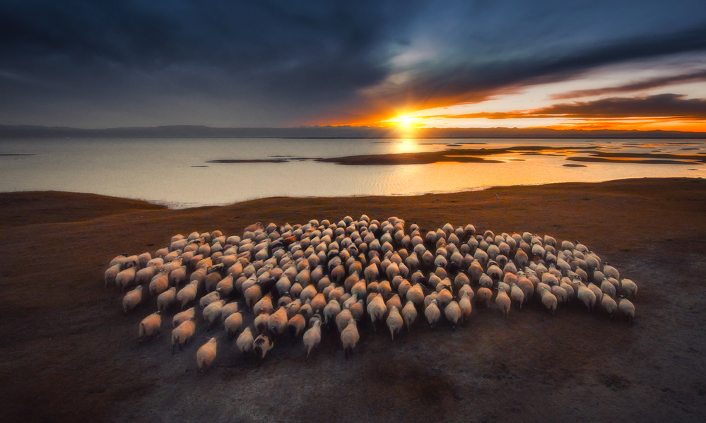 Flocks of flocks at dusk von TIANQI