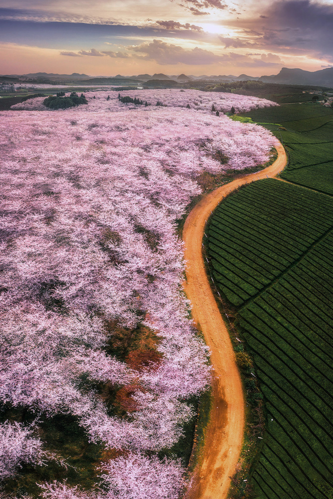 Cherry blossoms von TIANQI