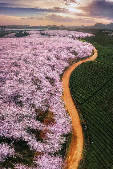 Cherry blossoms