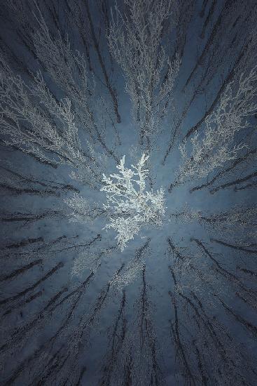 Aerial Snow Tree