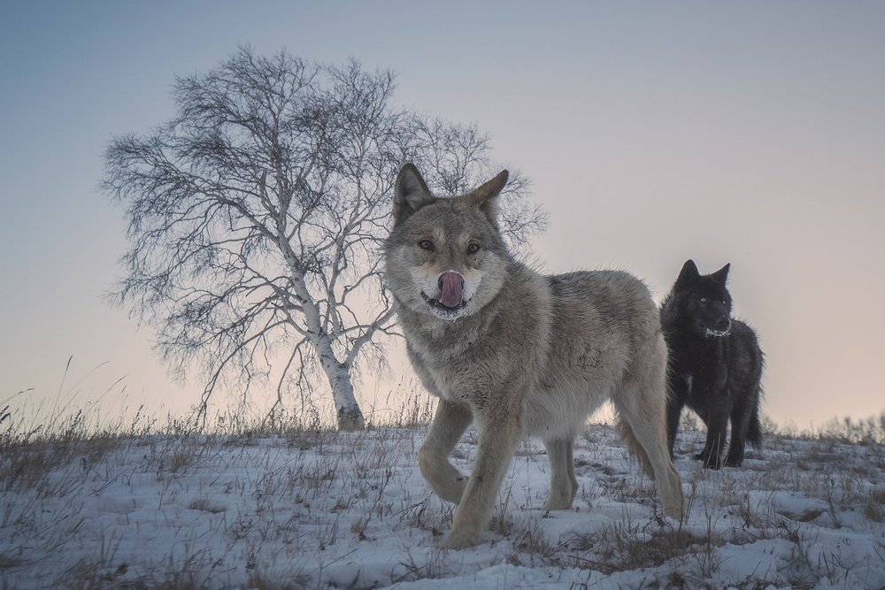 Two snow wolves von TIANQI