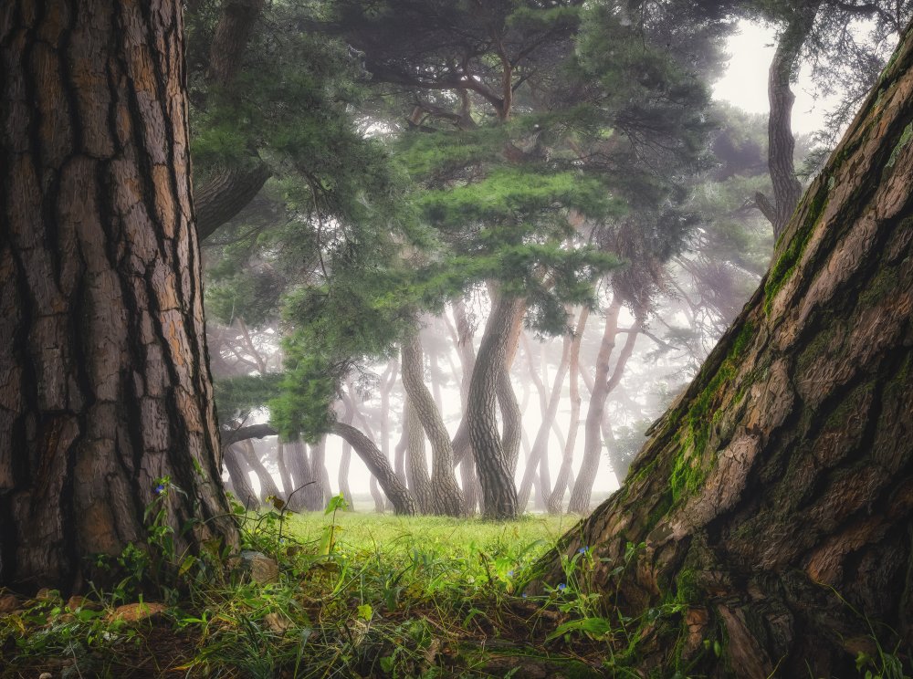 Old trees von Tiger Seo