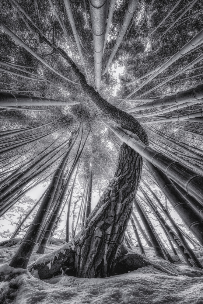 Bamboo and Pinetree von Tiger Seo