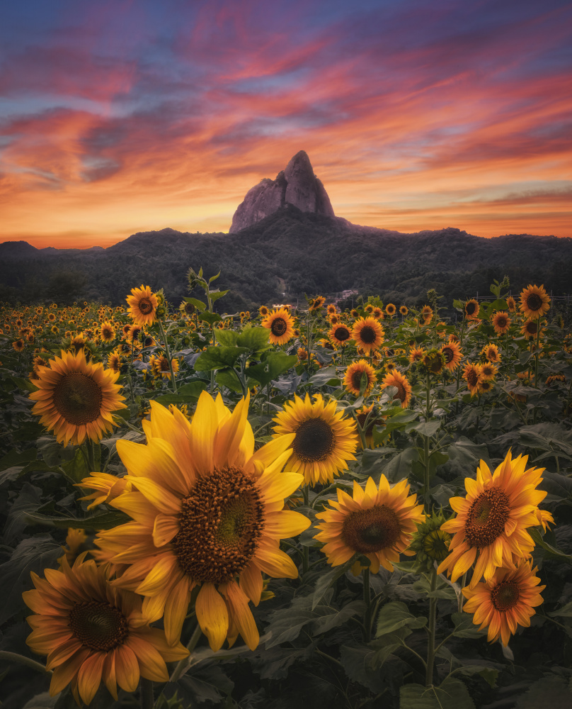 Flower garden von Tiger Seo