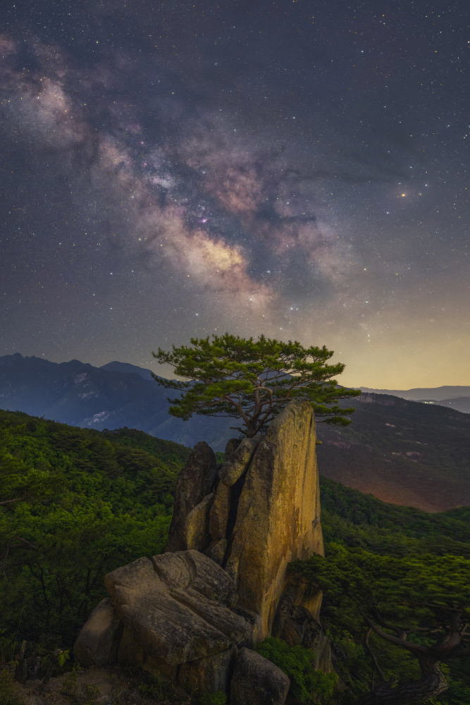 Lonely pine tree von Tiger Seo