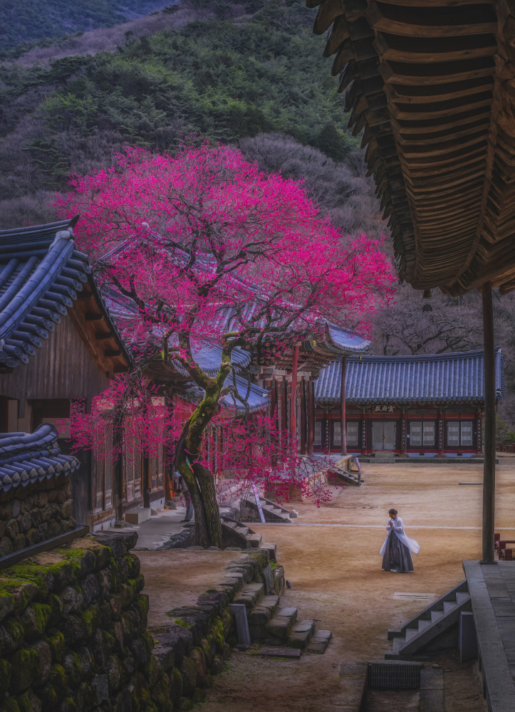 Earnest wish von Tiger Seo