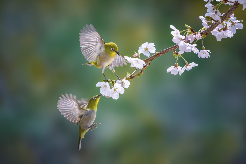 Flying von Tiger Seo