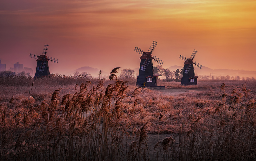 Yellow morning von Tiger Seo