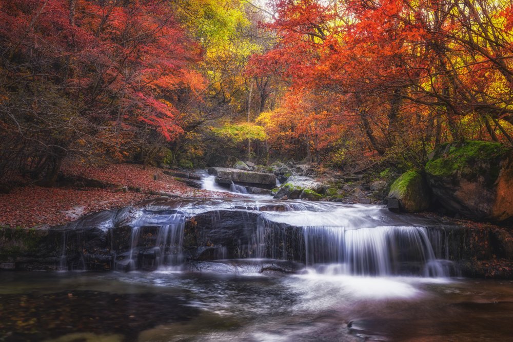 Autumn fall von Tiger Seo