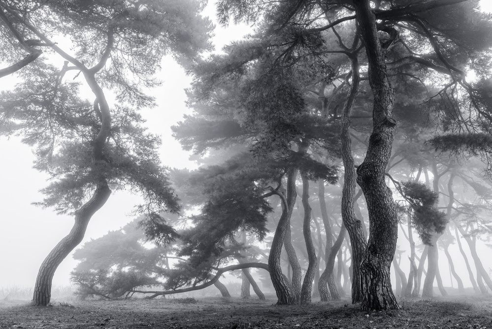 Endure for a hundred years von Tiger Seo