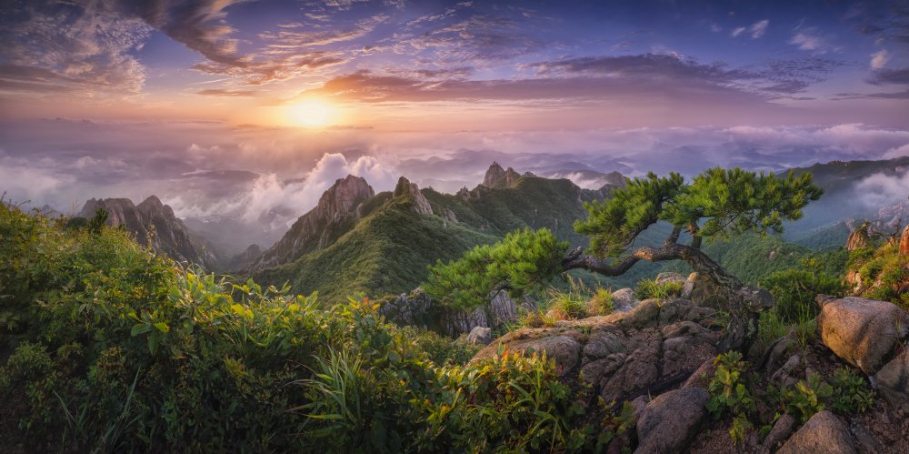 Pine tree on the rock von Tiger Seo