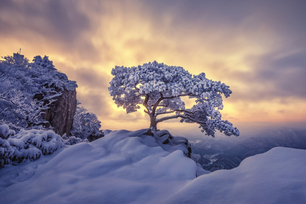 Pine tree on the rock von Tiger Seo