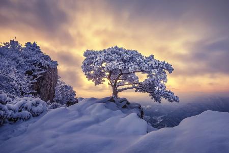 Pine tree on the rock