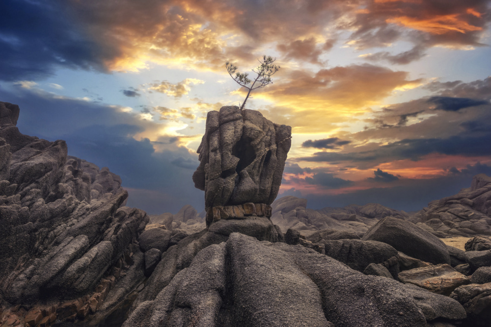 Pine tree on the rock von Tiger Seo