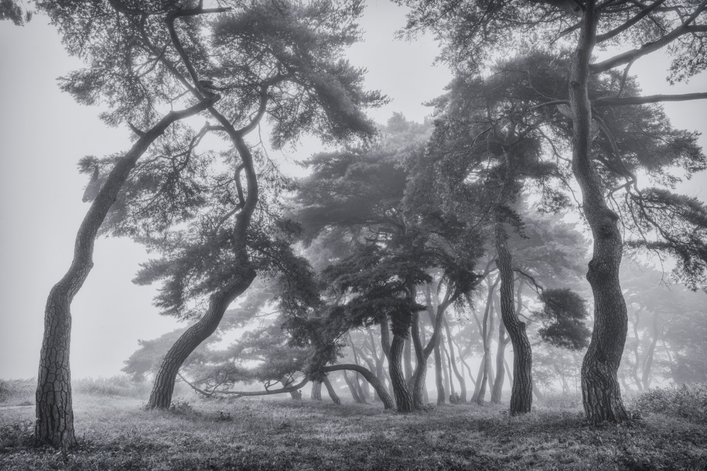 Pine trees von Tiger Seo