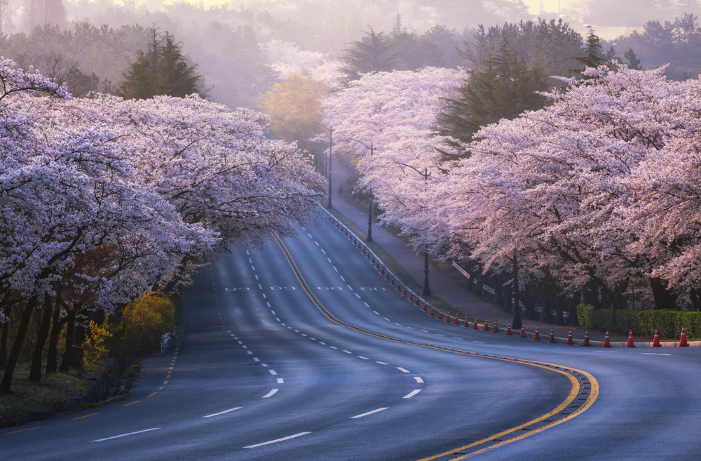 Cherry blossoms von Tiger Seo