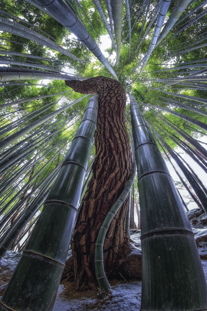 Coexistence von Tiger Seo