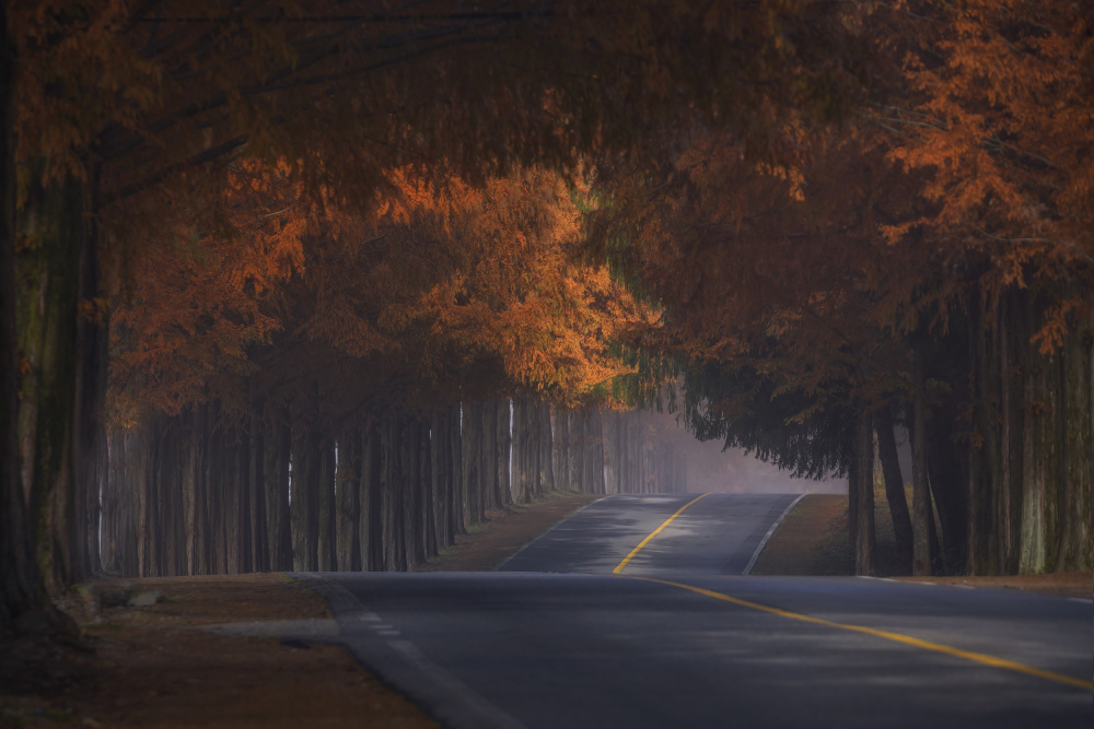 Morning of Nov von Tiger Seo