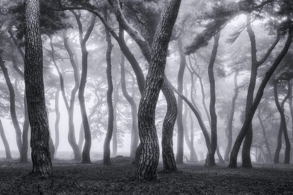 Foggy morning II von Tiger Seo