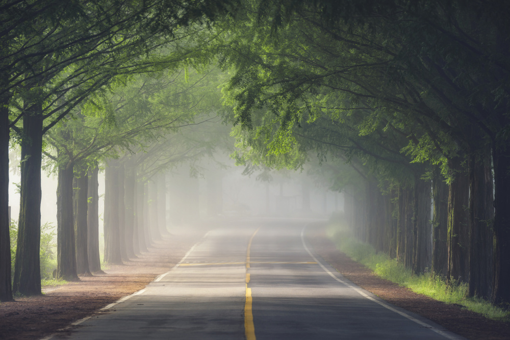 Foggy way von Tiger Seo