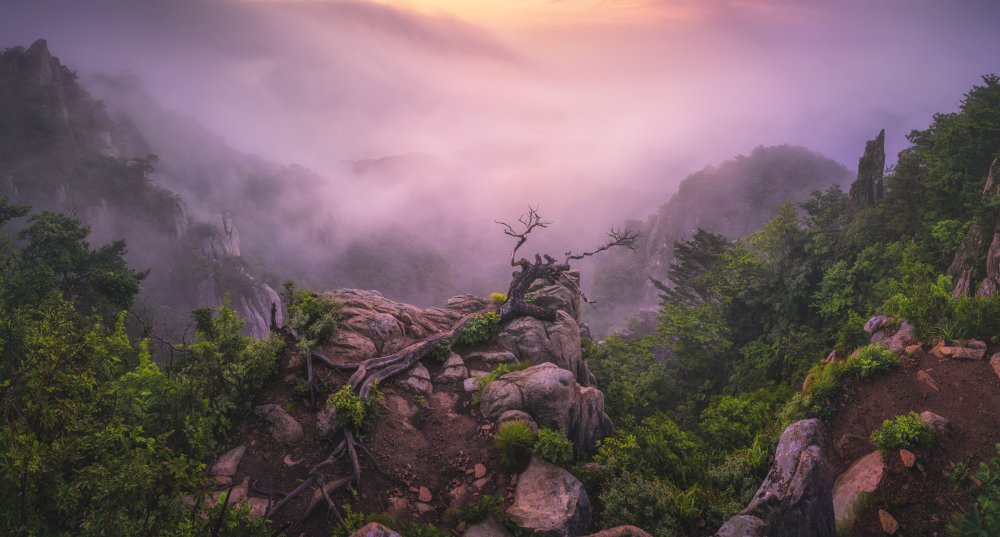 New life von Tiger Seo