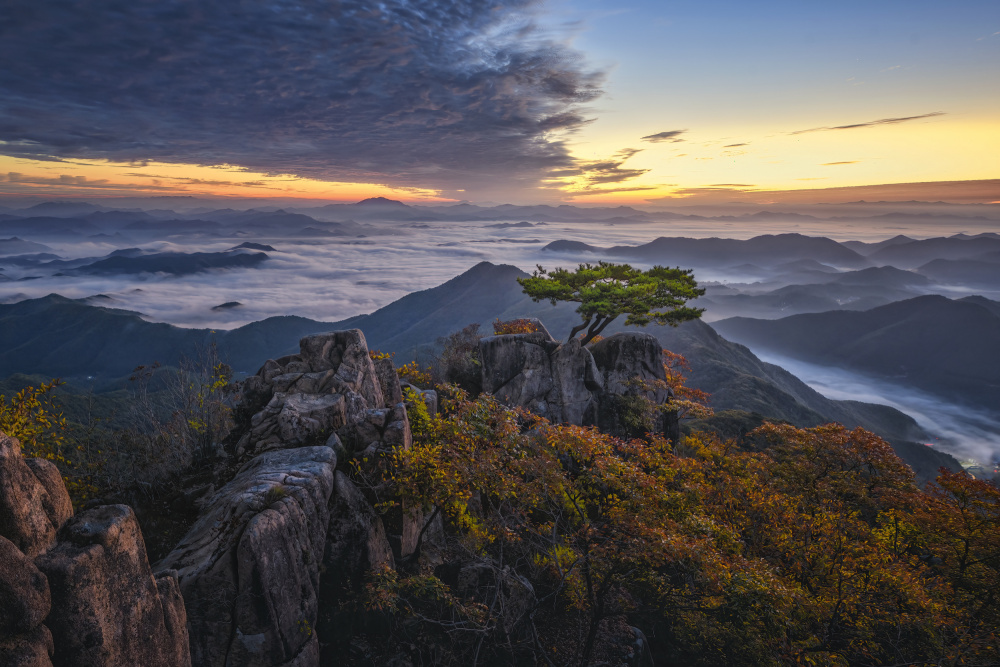 Pine-tree on the top von Tiger Seo