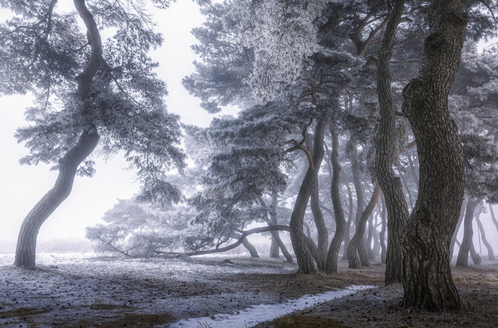 Hoarfrost on the tree von Tiger Seo