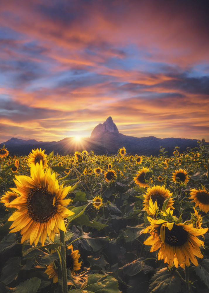 Sunflowers von Tiger Seo