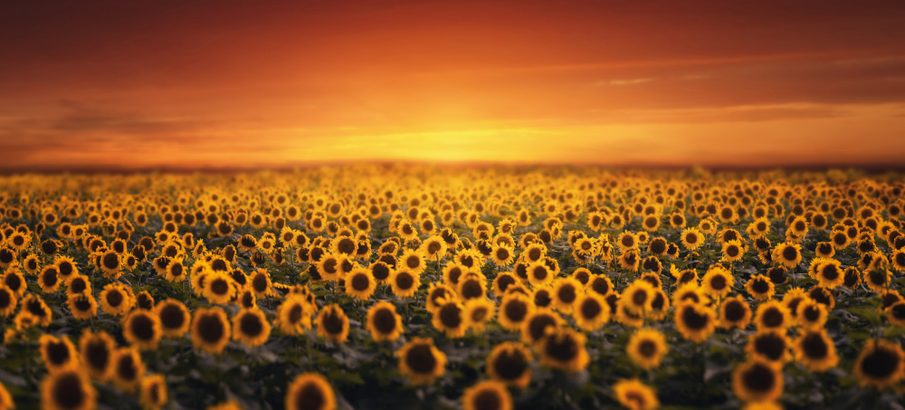 Sunset on Sunflower field von Tiger Seo