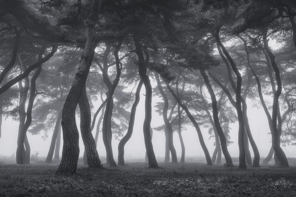 Dancing trees von Tiger Seo