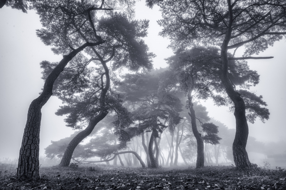 Dancing Trees von Tiger Seo