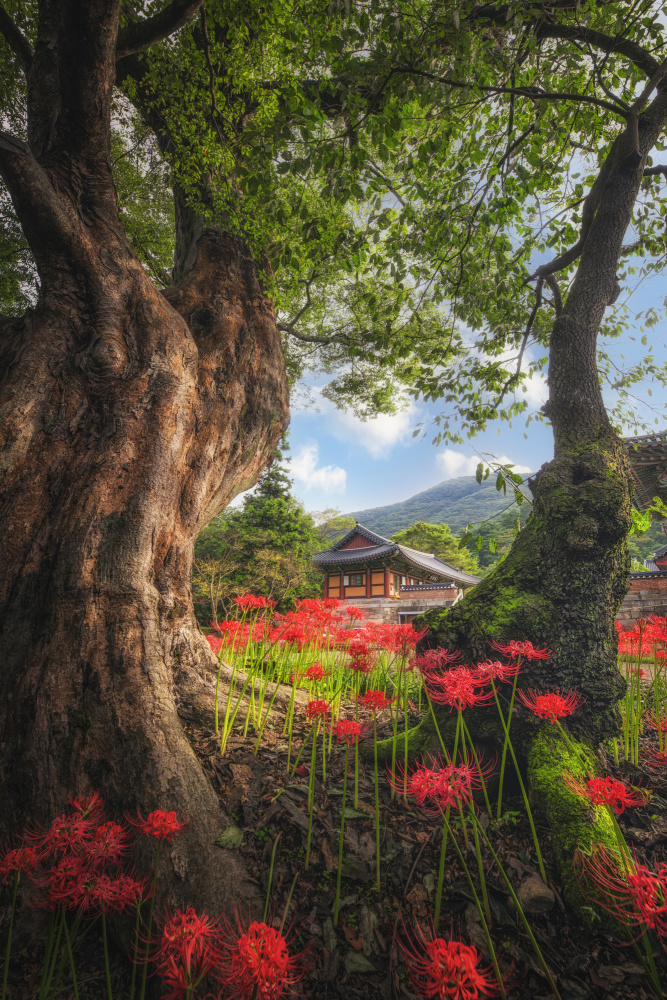 Temples Afternoon von Tiger Seo