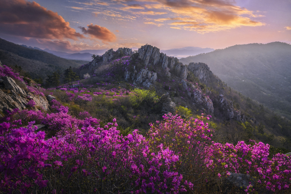 When azaleas bloom von Tiger Seo