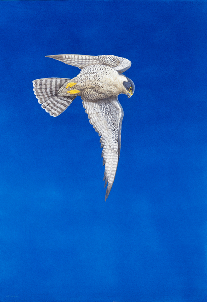 Peregrine Falcon von Tim Hayward