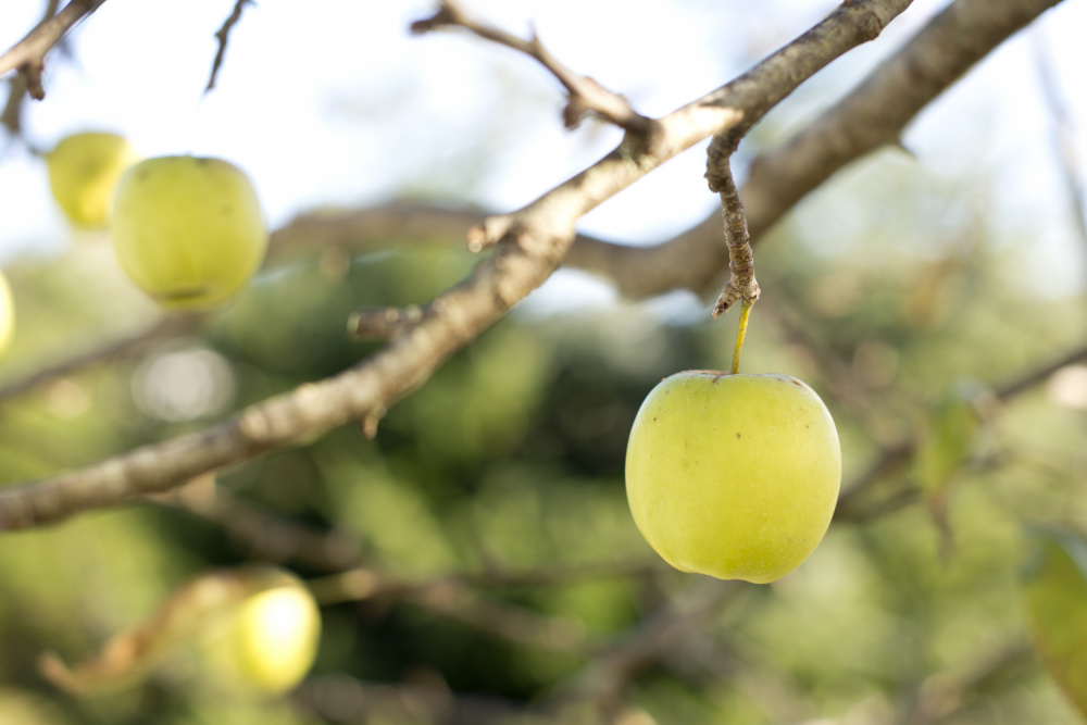 Apples von Tim Mossholder