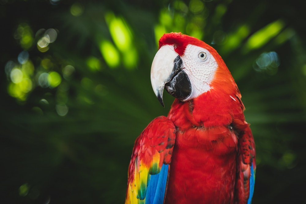 Colorful Parrot von Tim Mossholder