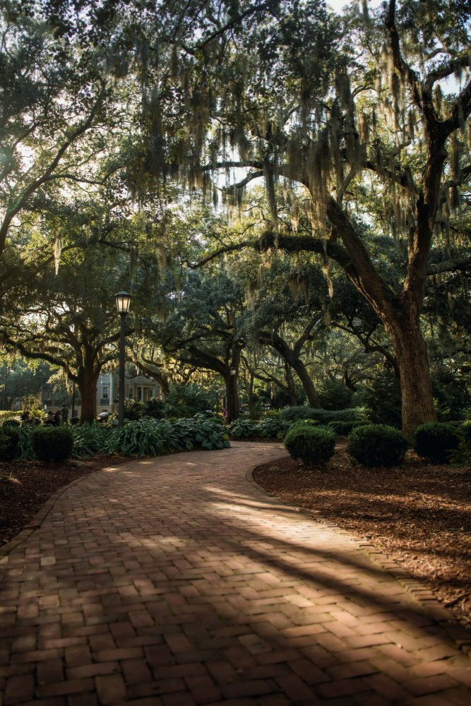 Oaks in Savannah von Tim Mossholder