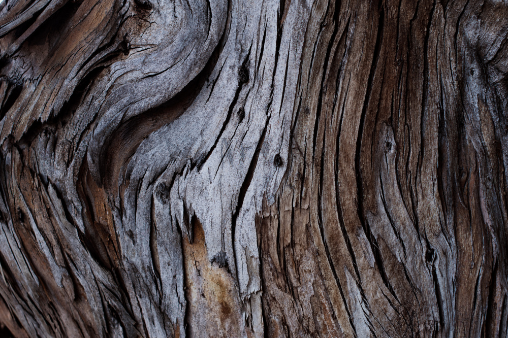 Eucalyptus Texture von Tim Mossholder