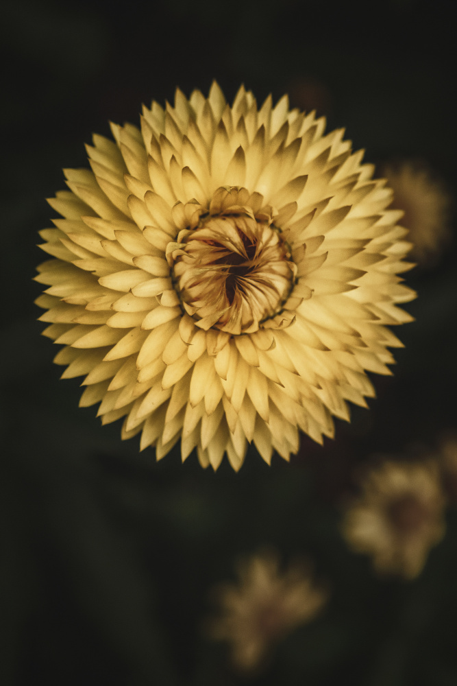 Yellow Floral Texture von Tim Mossholder